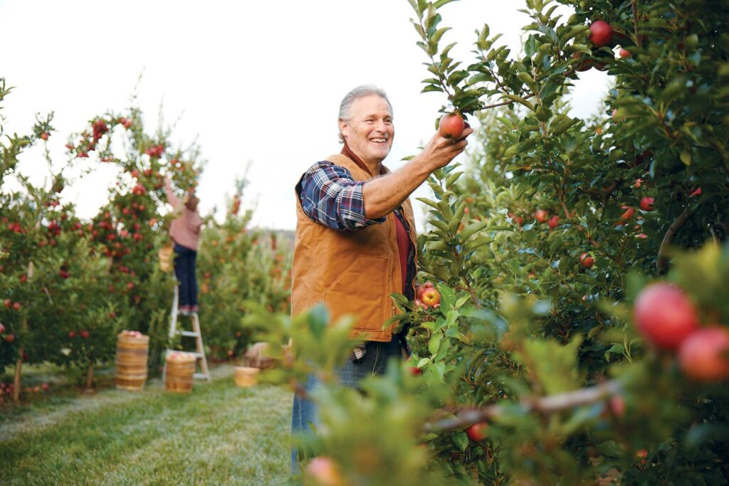 senior picking aple in orchard