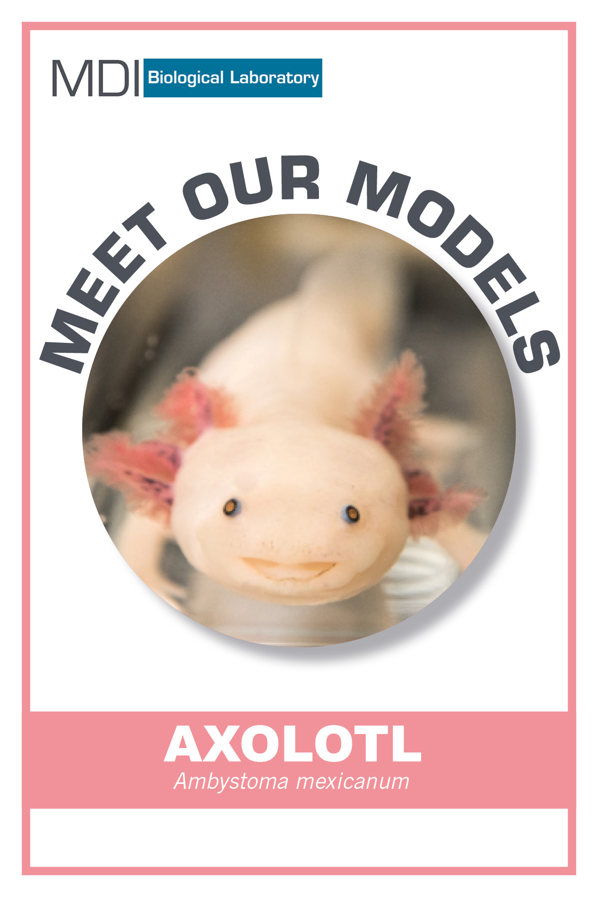 axolotl