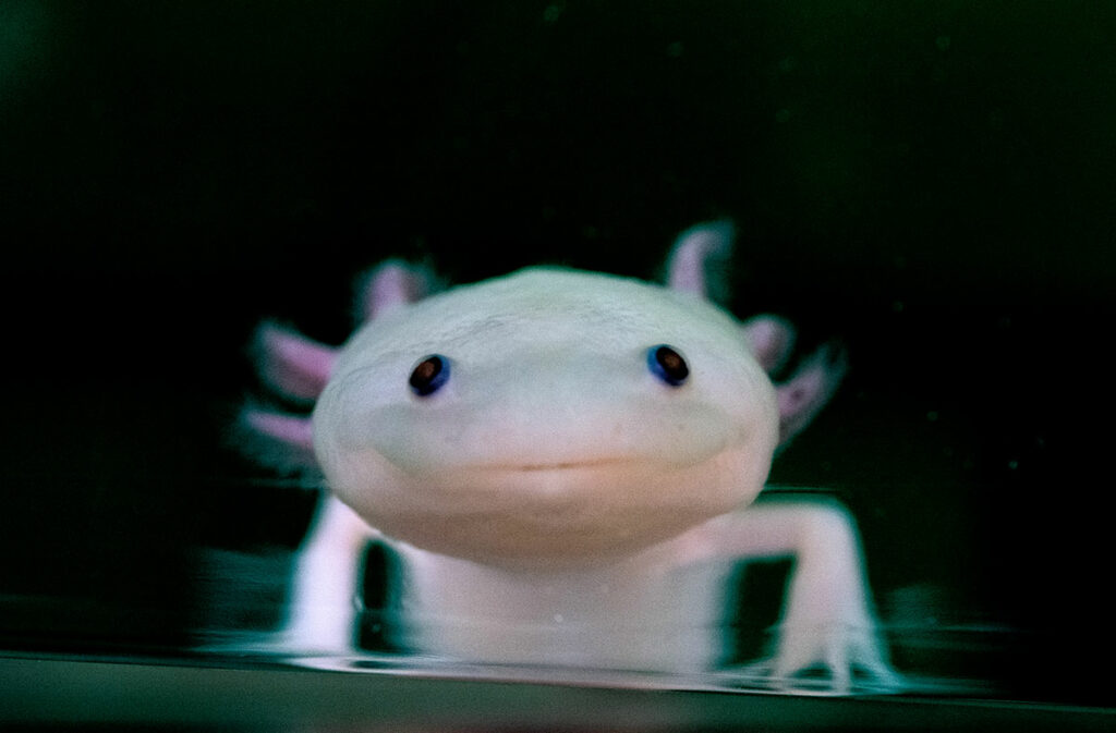 axolotl (Mexican salamander)