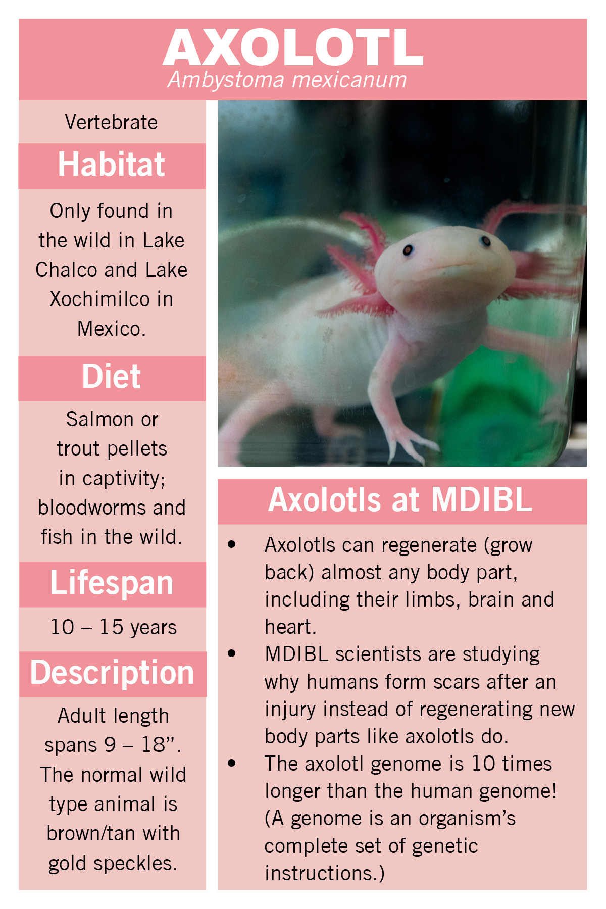 axolotl facts