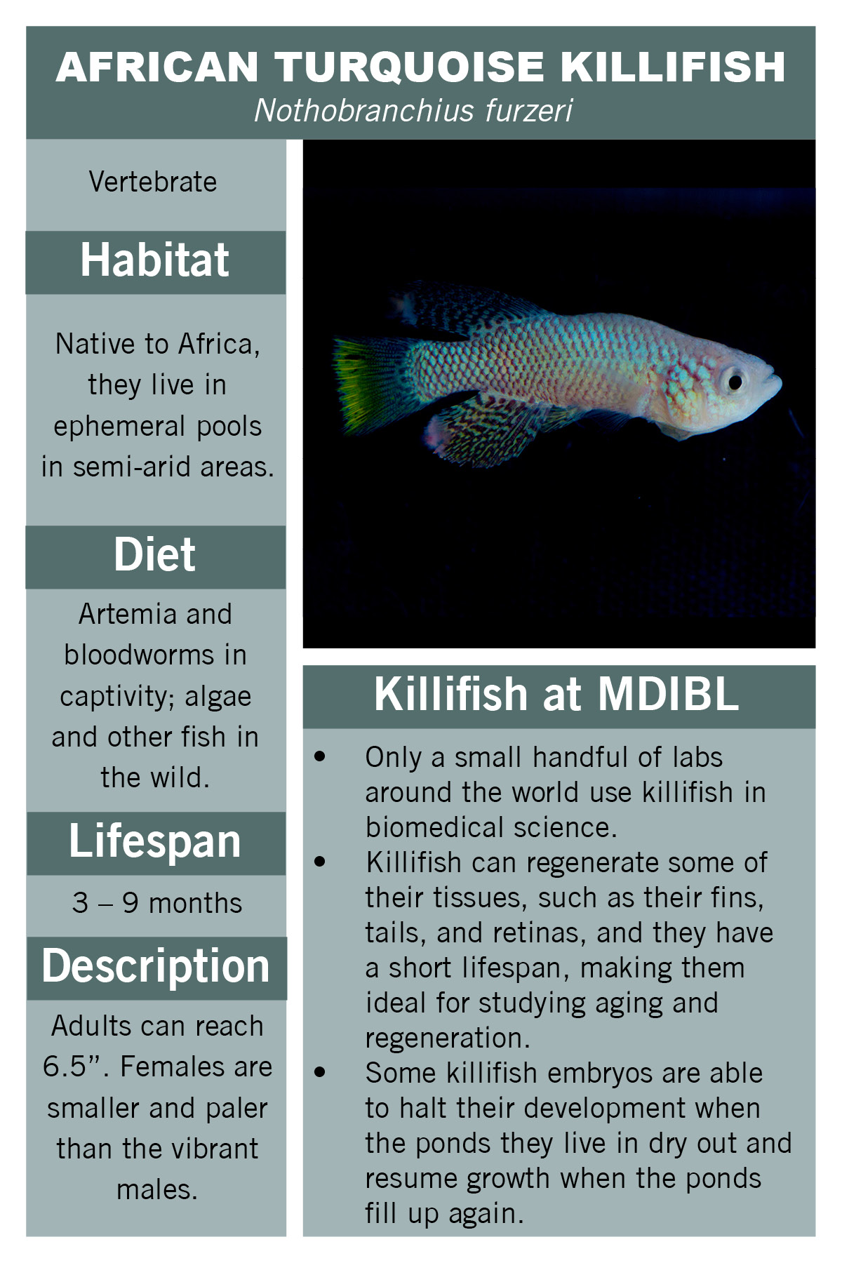african turquise killfish facts