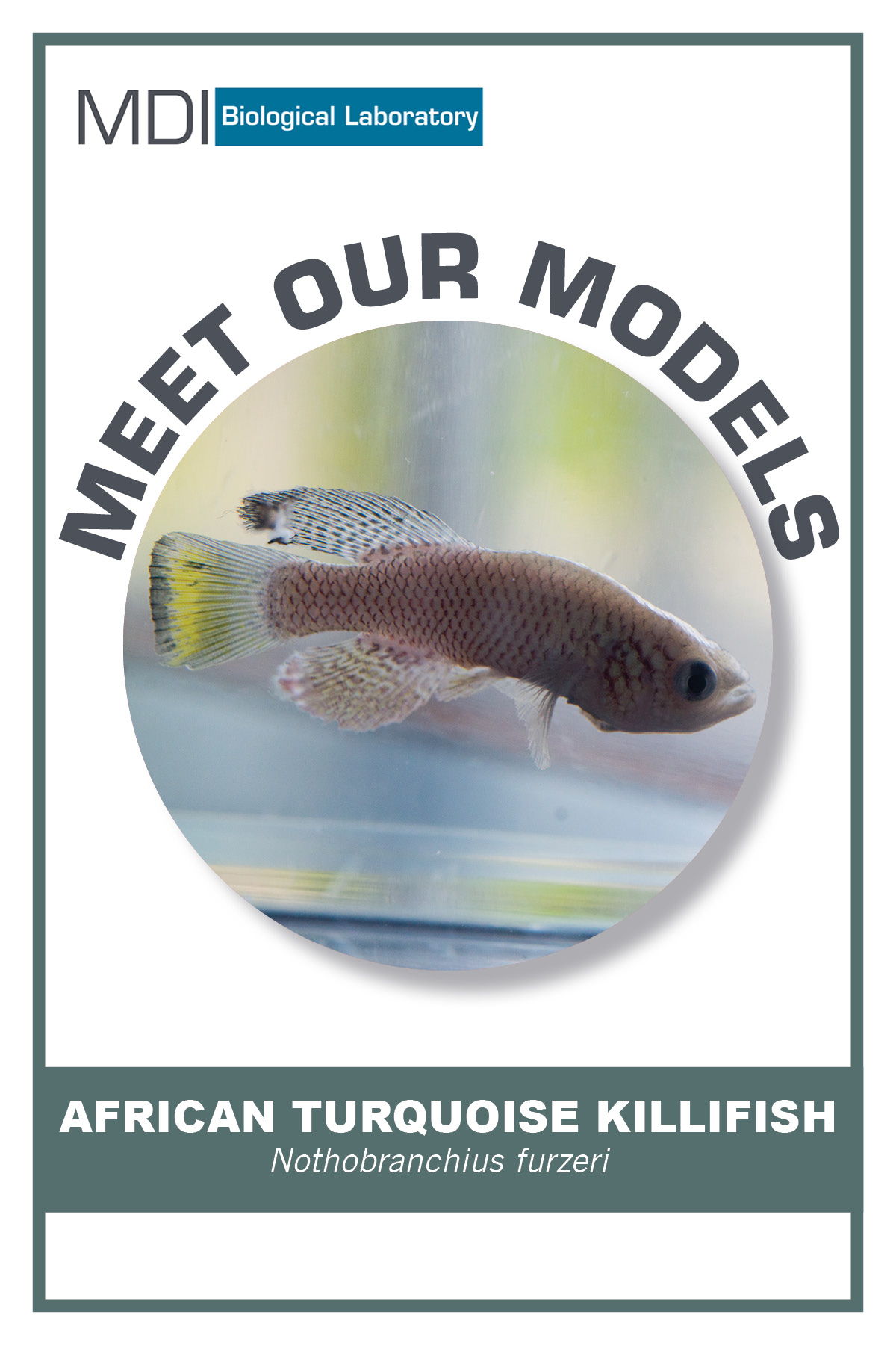 african turquise killfish