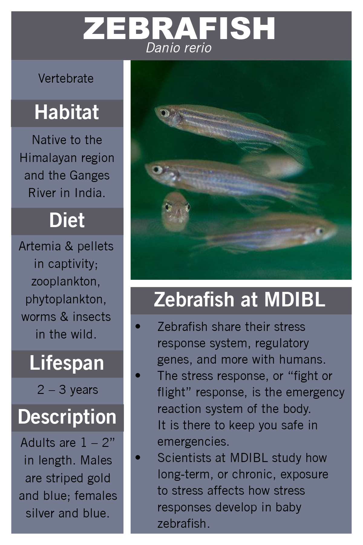 zebrafish facts