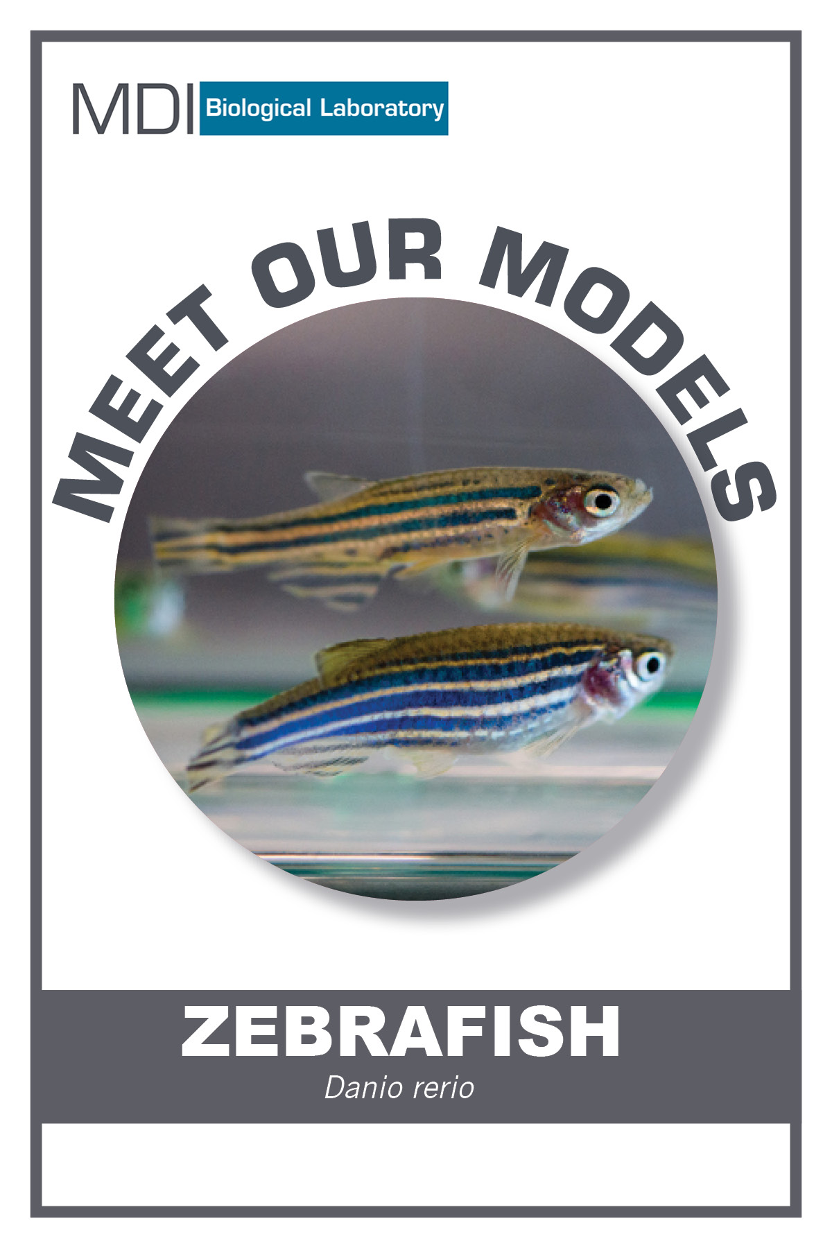 zebrafish