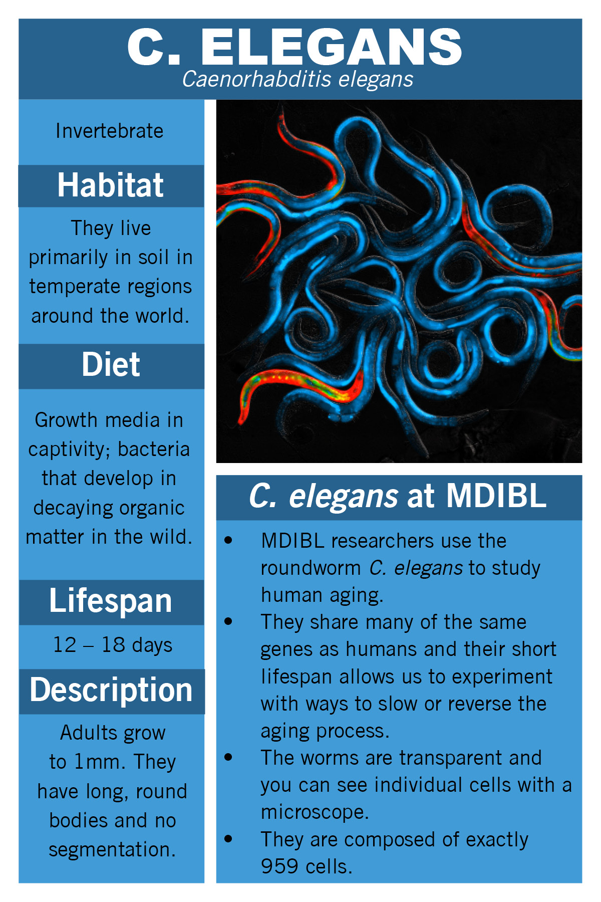 c. elegans facts