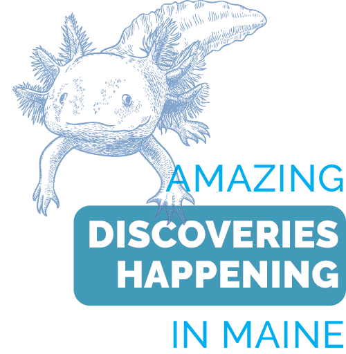 Amazing Discoveries Happening in Maine
