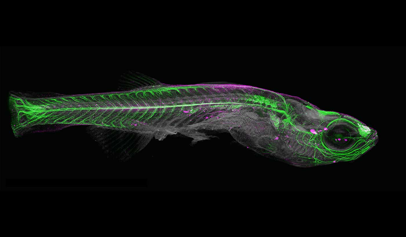 zebrafish